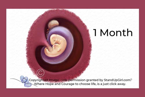 Miracle of Life – Weeks 4th to 6th