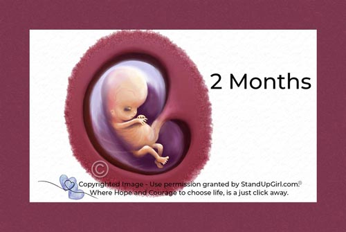 Miracle of Life – Weeks 7 to 10