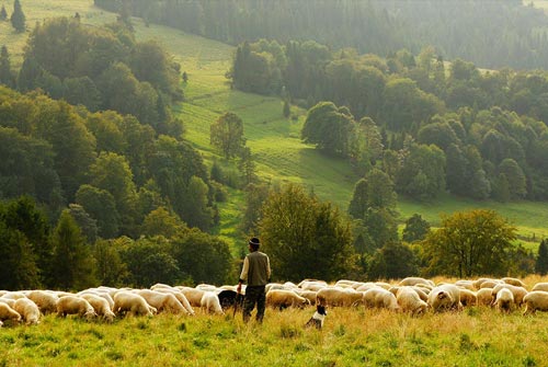 The Shepherd’s Voice