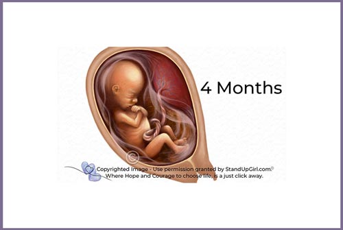 Miracle of Life – Weeks 15th to 18th