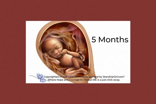 Miracle of Life – Weeks 19th to 22nd