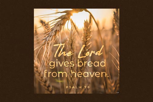 Seventeenth Sunday in Ordinary Time, July 28th, 2024